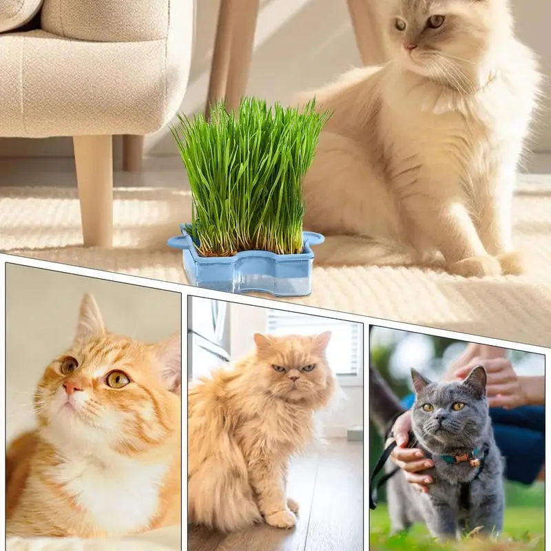 لغز القط صندوق العشب لغز تصميم النعناع البري زارع مع طبقة مزدوجة متعددة الوظائف صندوق زراعة بدون تربة الزراعة المائية عشب القط
