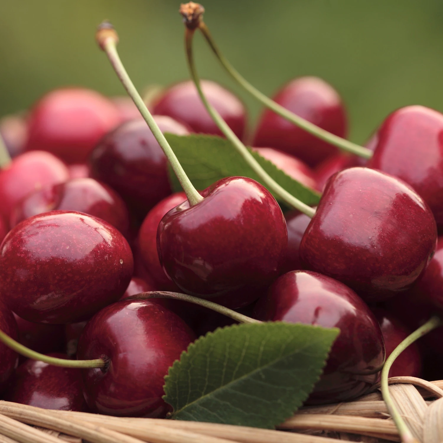 [Especial por tiempo limitado] Cerezas frescas premium dulces y agrias