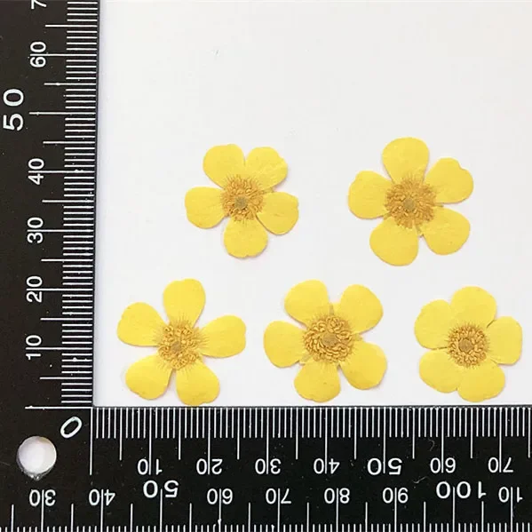 1.5-2cm/24pcs,Nature Real buttercup Petals,Pressed flowers for DIY Candles Bookmark Gift Card,Flores secas Facial nail Decor