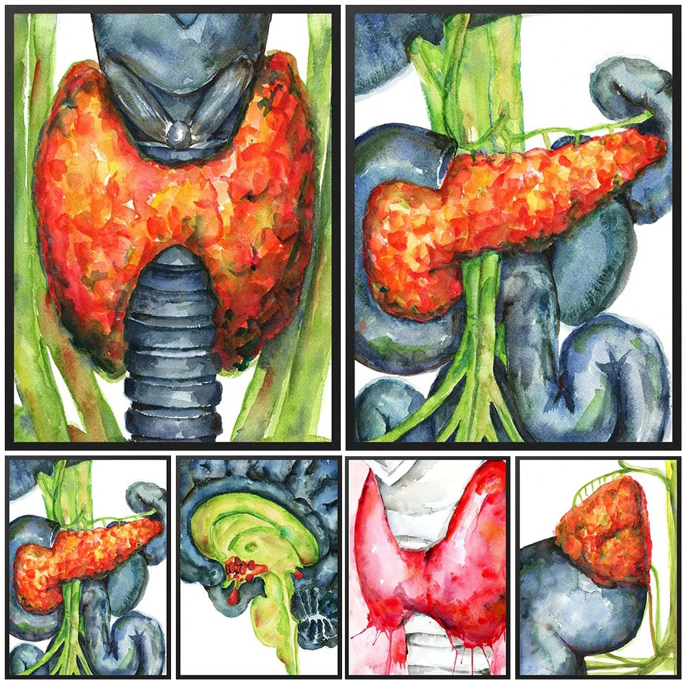 Pancreas Thyroid Anatomy Organ Prints Posters Poster Wall Art Canvas Painting Home Decor Wall Pictures For Living Room Unframed