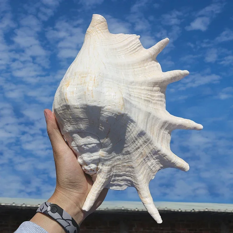 

Natural Conch Shell Spider Snail Collection Specimen