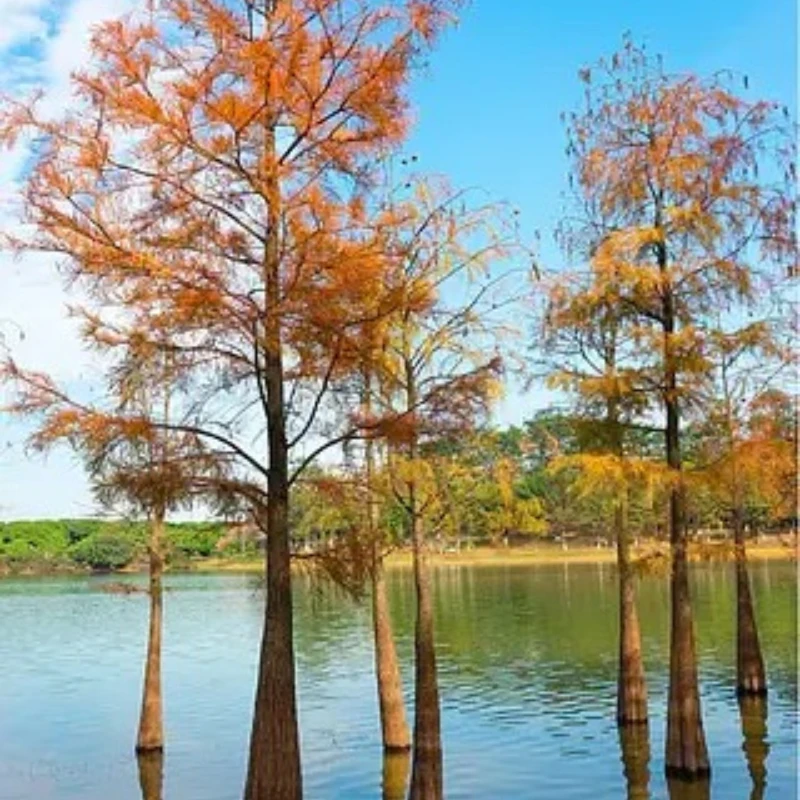 

Высокое качество JX Servo PDI-HV1611MG 16g 11KG цифровой сервопривод с металлической шестерней 4,8-8,4 В для радиоуправляемых автомобилей, вертолетов, гусеничных дронов