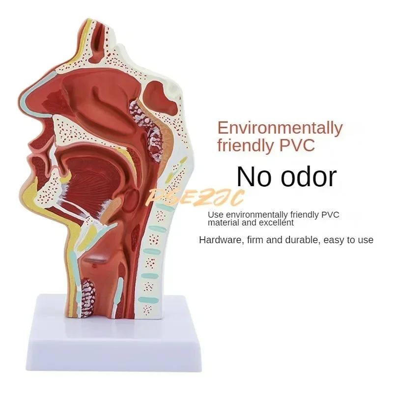 PVC Medical Human Nasal Cavity Anatomy Model for Otolaryngology Teaching  Supplies