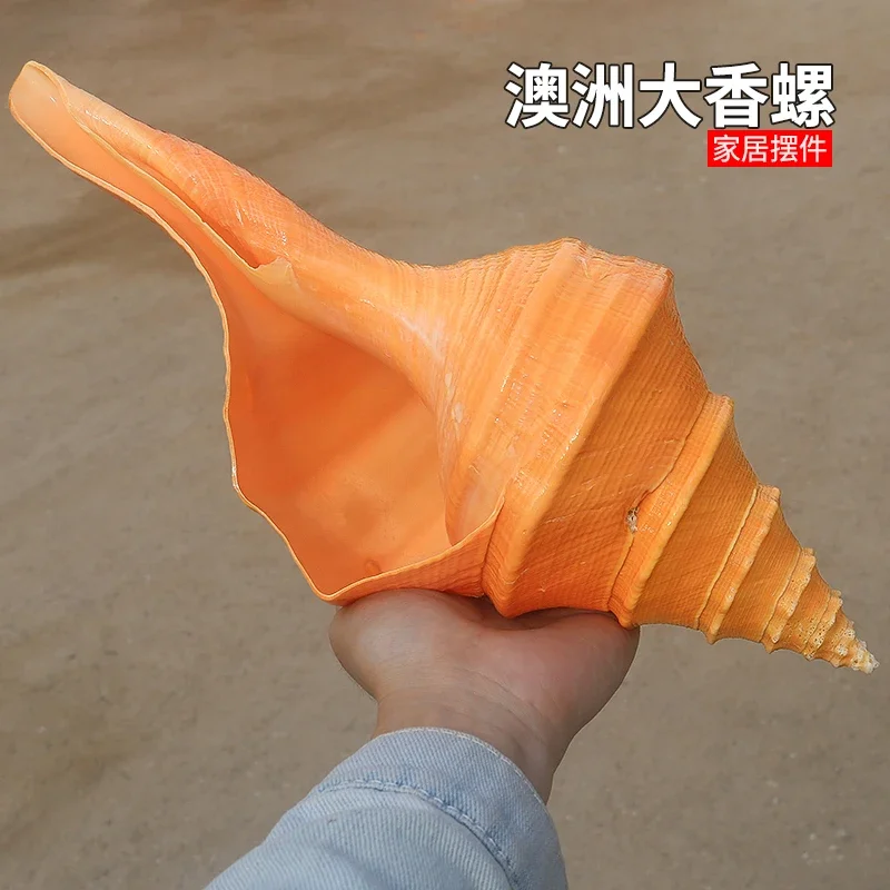 Australian Fragrant Snail Natural Shell Conch Large Snail Horn Shell Large Conch Shell Blowing Snail