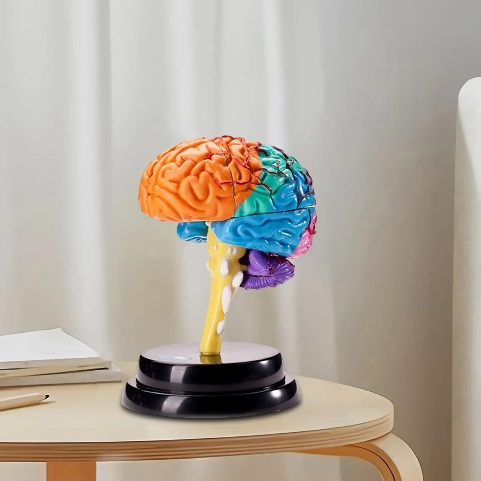 Human Brain Model Brain Functions Model Puzzle Brain Model