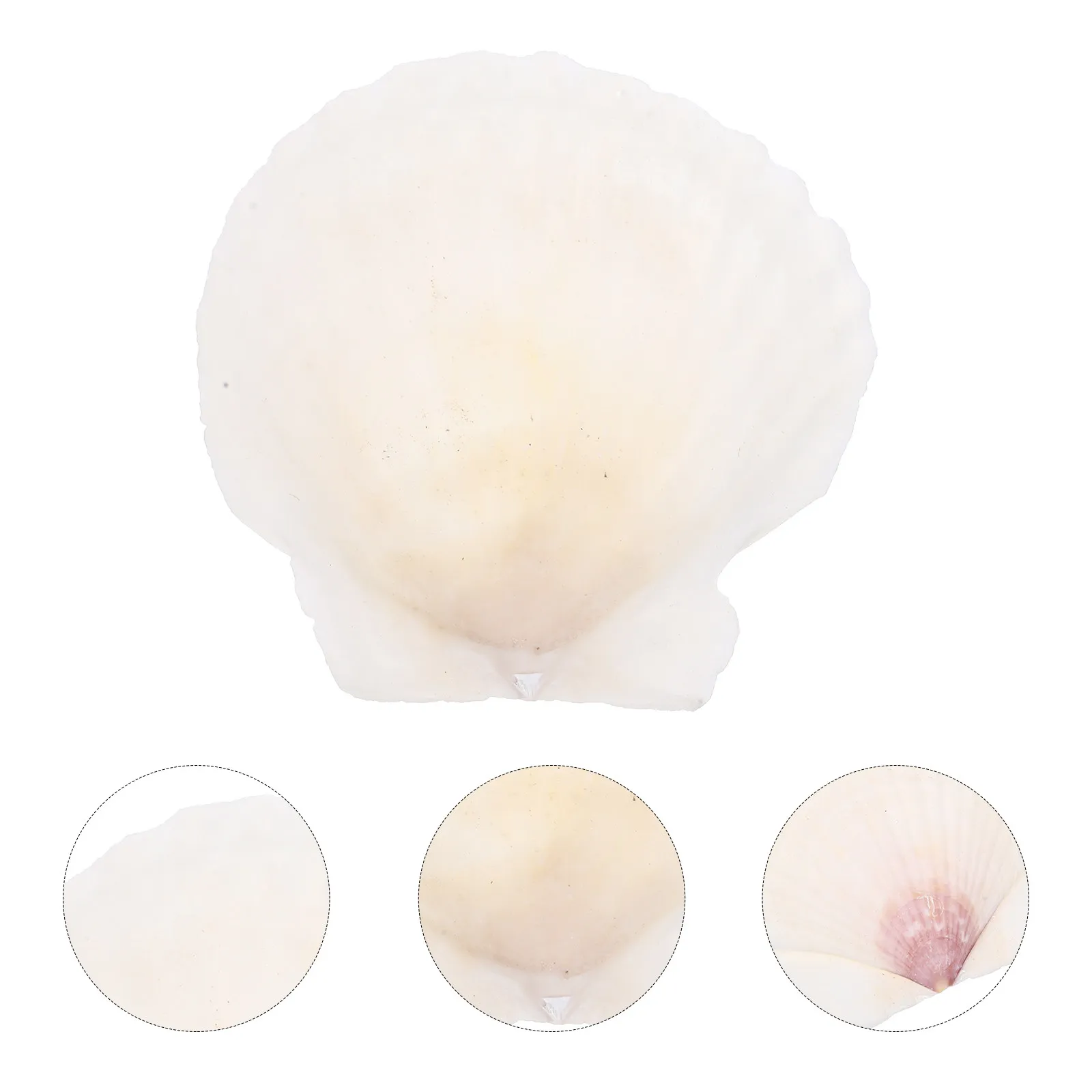 Kit de 10 Conchas Naturales para Manualidades, Decoración de Conchas Marinas para Peceras, Adornos para Bodas y Decoración del Hogar