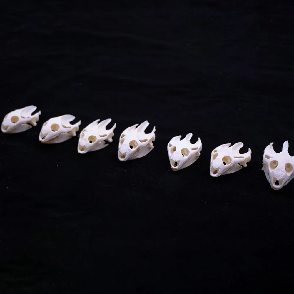 

10PCS Turtle Skulls Animal Specimen Collection Research Display Decoration