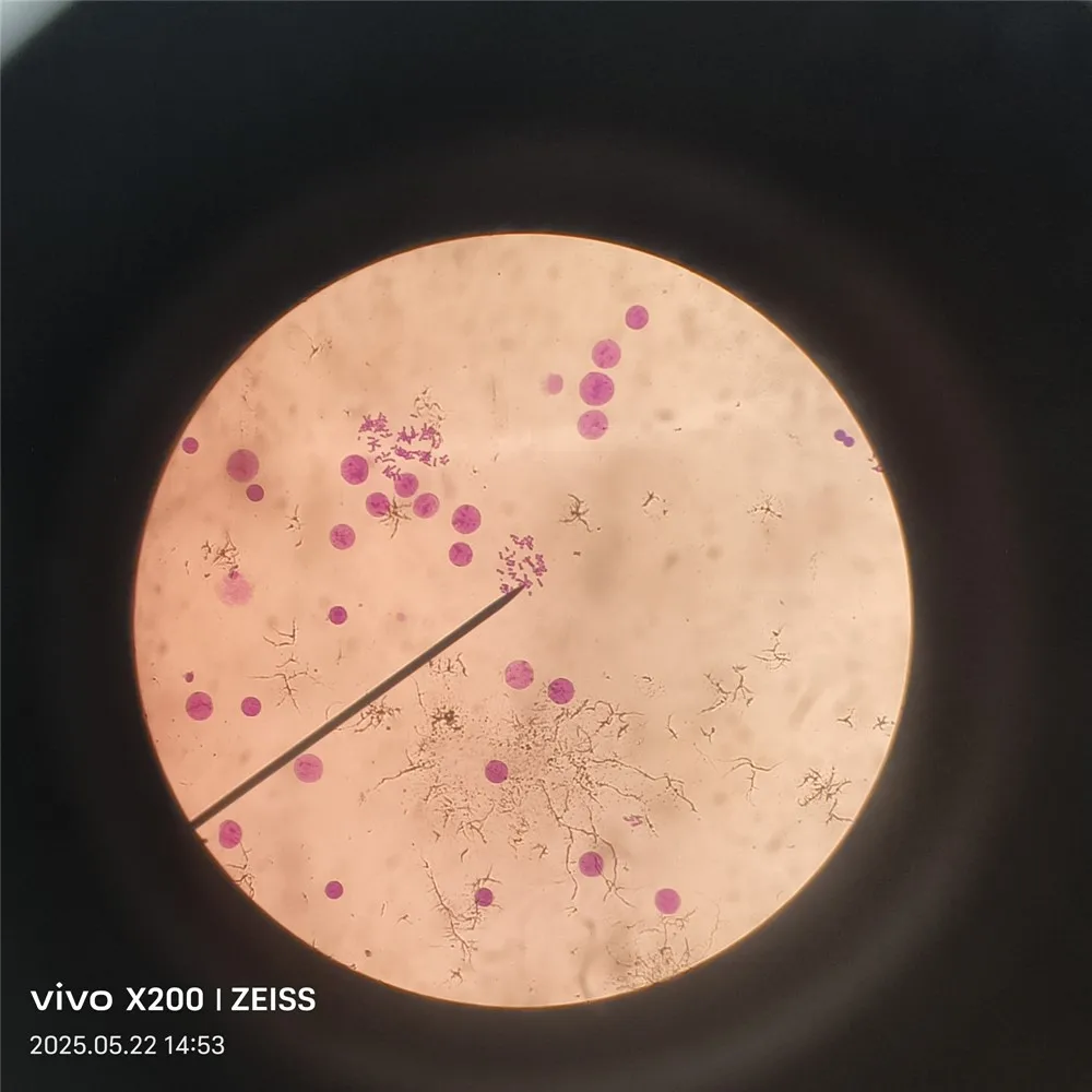 

Изучение клеток, генов человеческих животных, хромосомы, подготовленные слайды