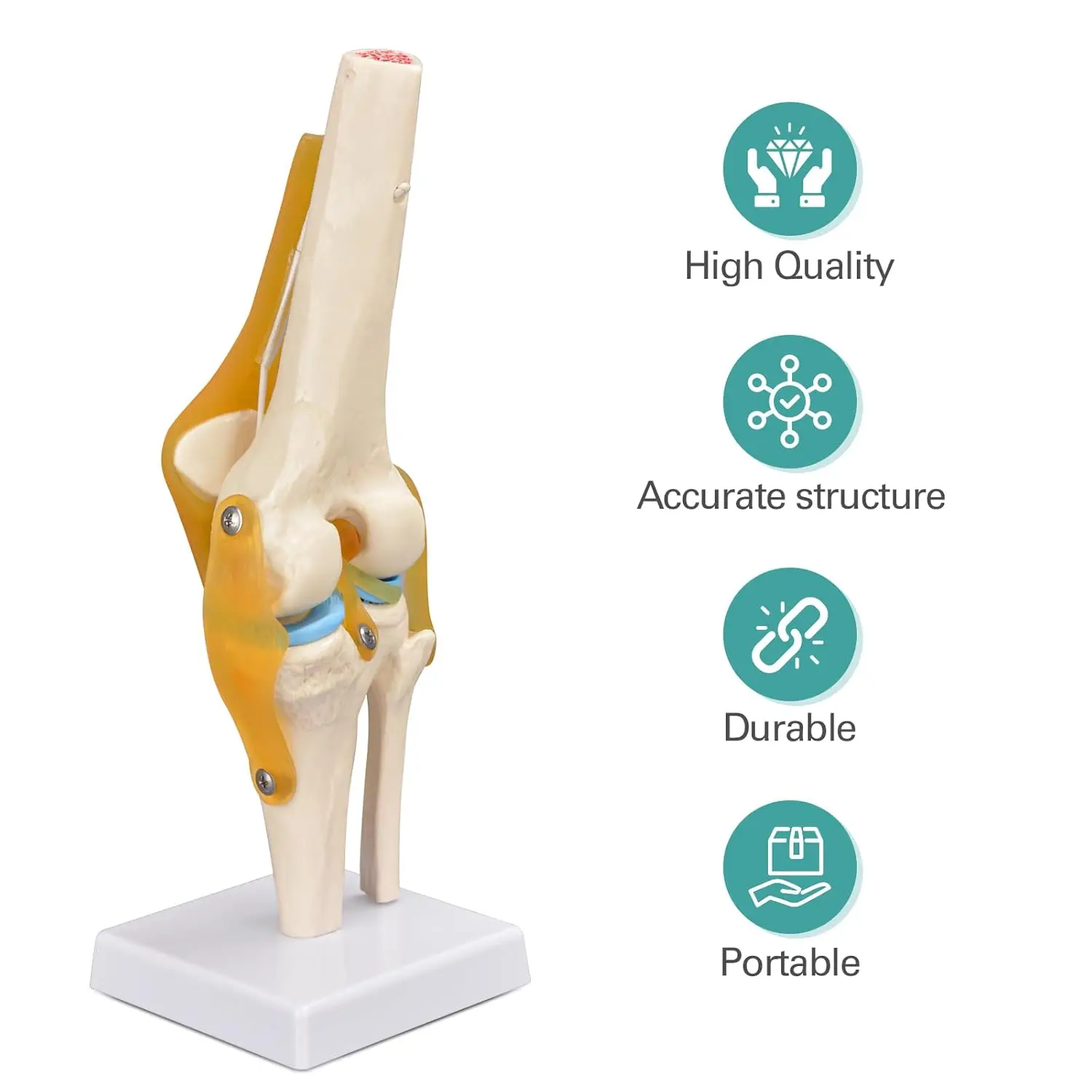 1:1 Life Size Human Knee Joint Anatomy Model with Ligaments Medical Teaching Tool for Patient Education Scientific Study Display