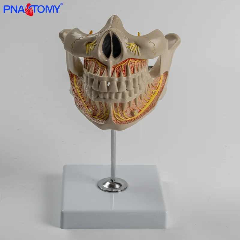 

Dental Model Dental Teaching Model Permanent Tooth Three-dimensional Model Dental Model Denture dental Materials