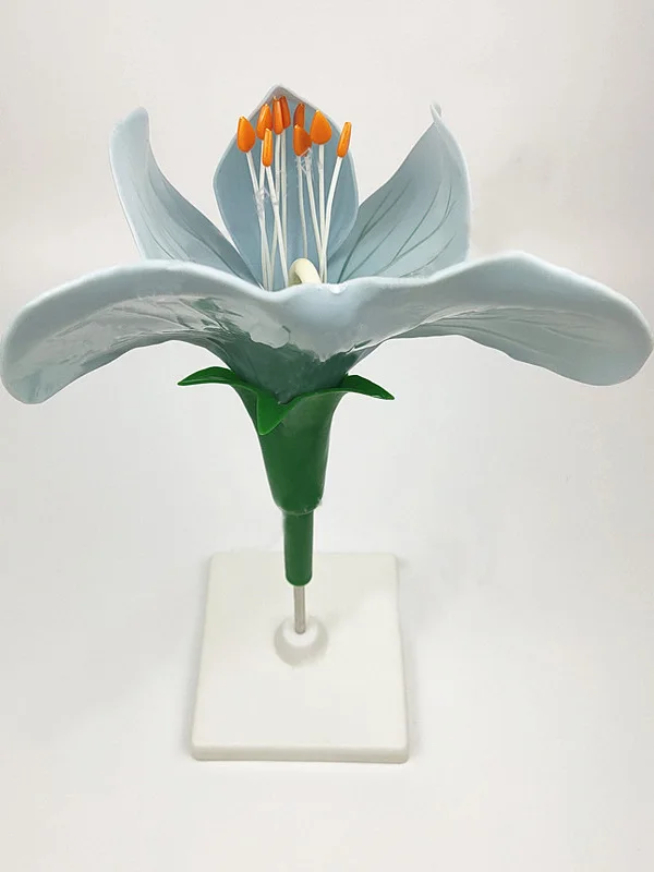 

Учебное пособие по биологии для старшей школы: Модель цветка гороха, оборудование для сельскохозяйственных экспериментов, модели растений (солнечный цветок, картофель, горчица)