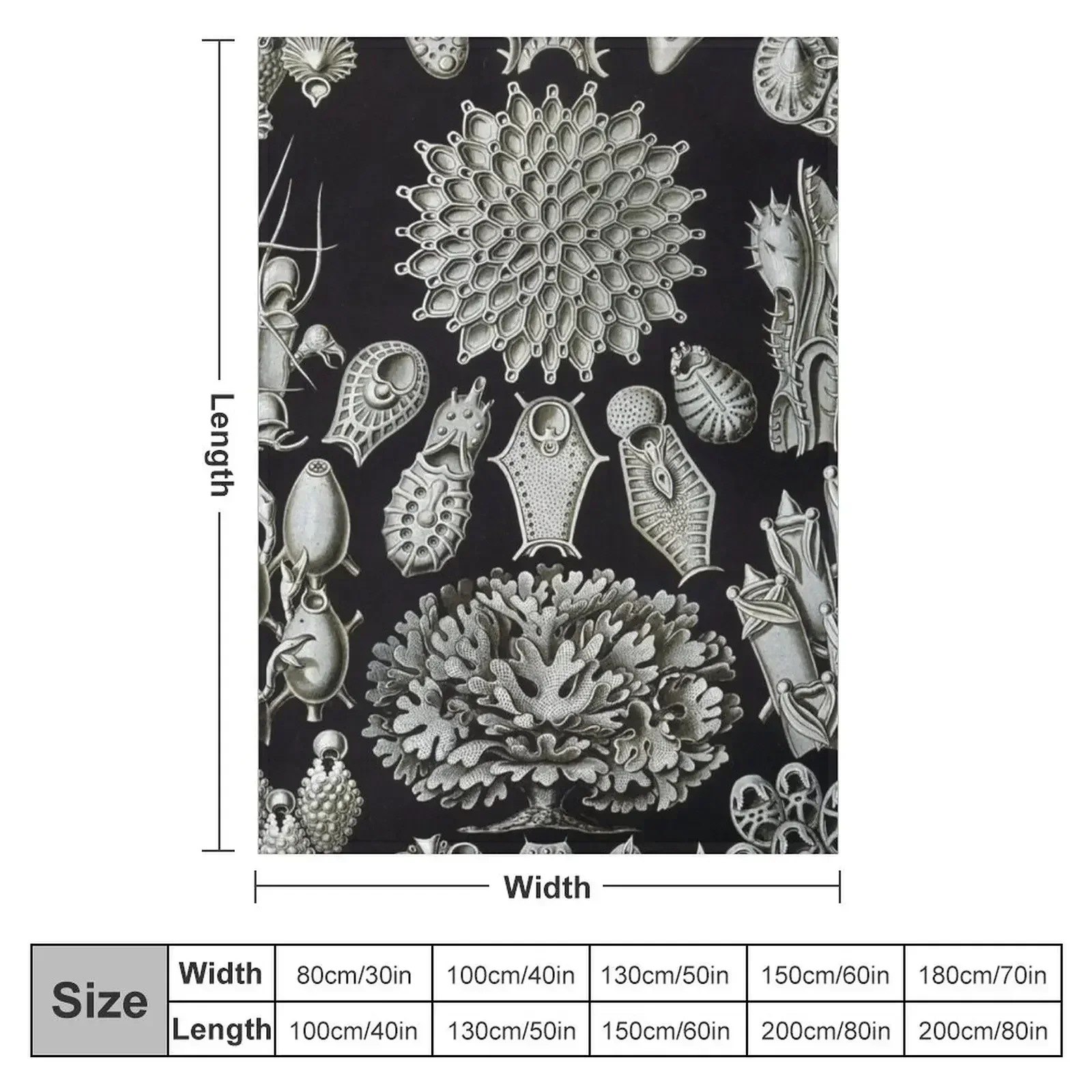 Haeckel Bryozoa 33 Drawing Throw Blanket Designers Sofa Quilt For Baby Polar Soft Beds funny gift Blankets