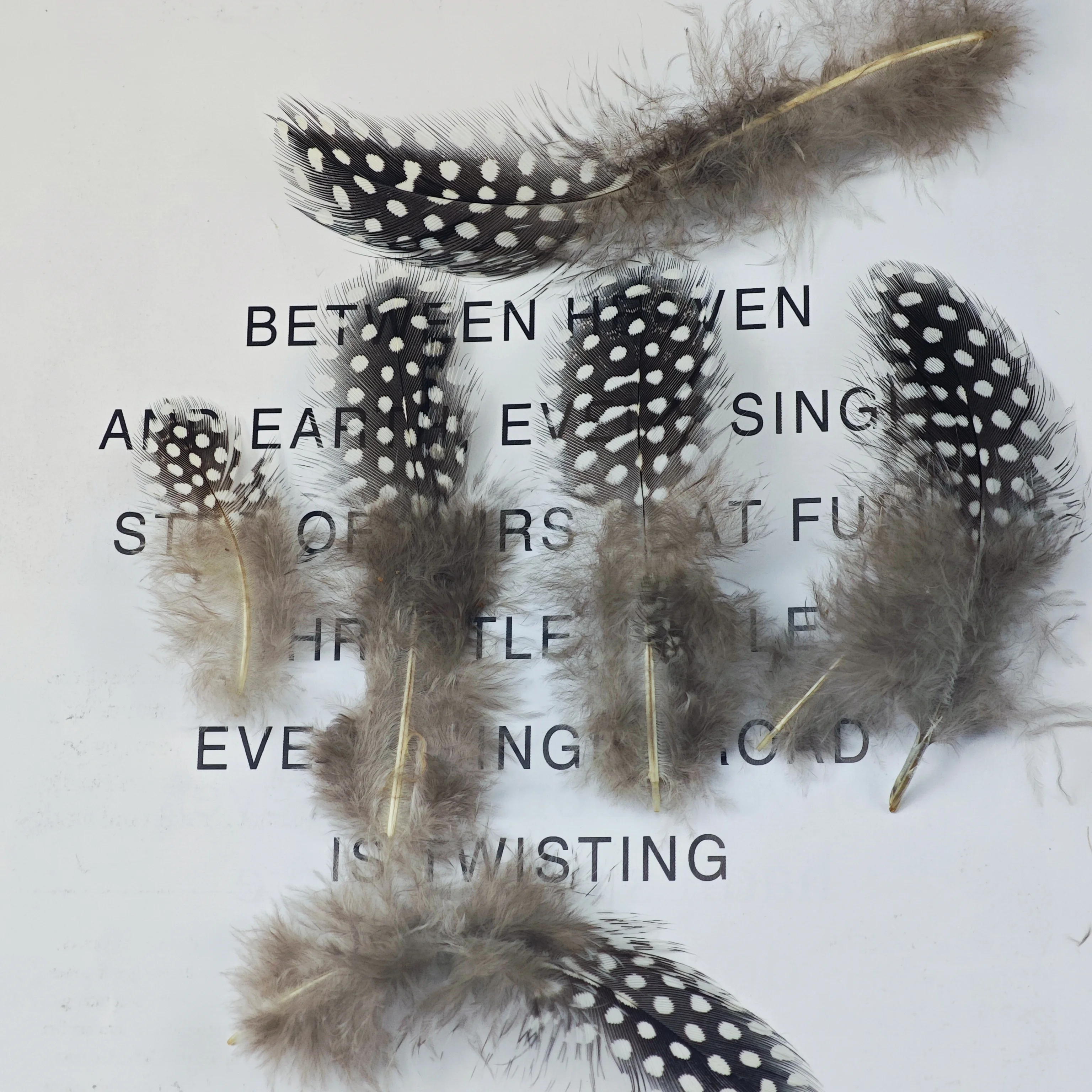 الجملة الطبيعية 50 قطعة 5-15 سنتيمتر الدراج ريشة اللؤلؤ ريش الدجاج للحرف اليدوية صنع المجوهرات اكسسوارات أعمدة الديكور #2