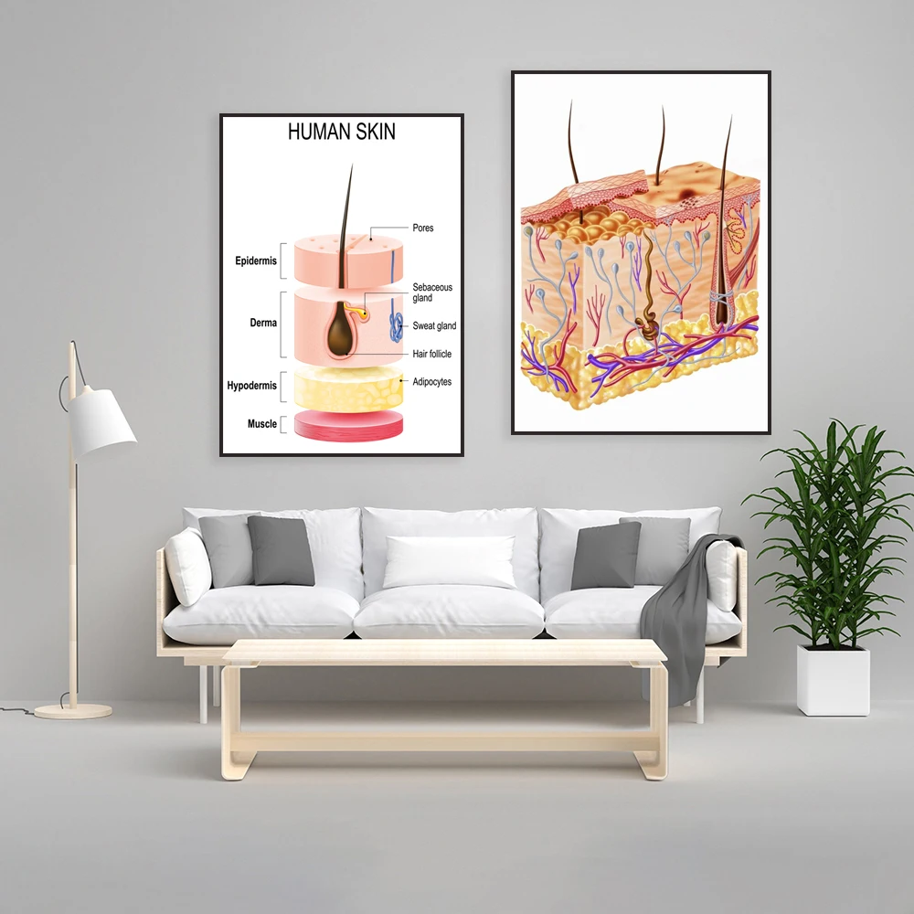 Diagram of the skin anatomy with epidermis, buttocks, pores, hair follicles, fat, skin educational art medical poster