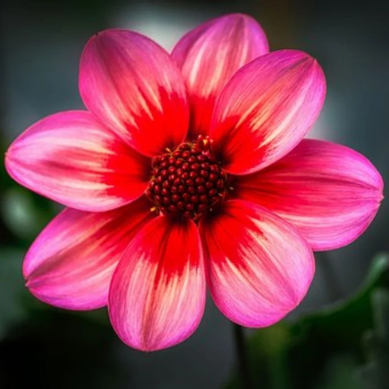 

5 шт. сумка для хранения, сумка на крышу, спальный мешок, сетка для багажа, украшение лопаты для TRX4M Axial SCX24 1/18 1/24 RC Crawler Car