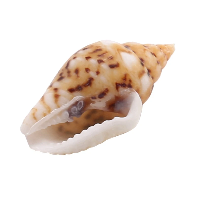 About 6500-7500 Tiny Sea Shell Ocean Beach Spiral Seashells Craft Charms 7-12Mm For Candle Making,Home Decoration