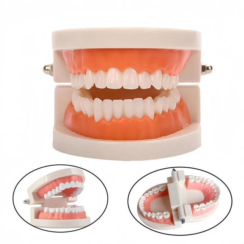 

Dental Standard Teeth Model Orthodontics Denture Teaching Model Toy Dental Study Supplies Professional Dentistry Teaching Tool