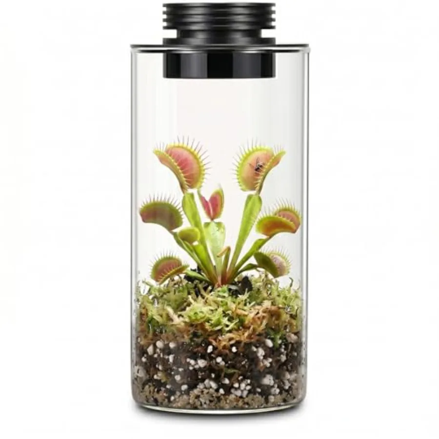 

Desktop Glass Plant Terrarium with Grow Light H:7.8" D:4" for Succulent Moss Miniature Gardening Landscape Betta Fish Tank Offi