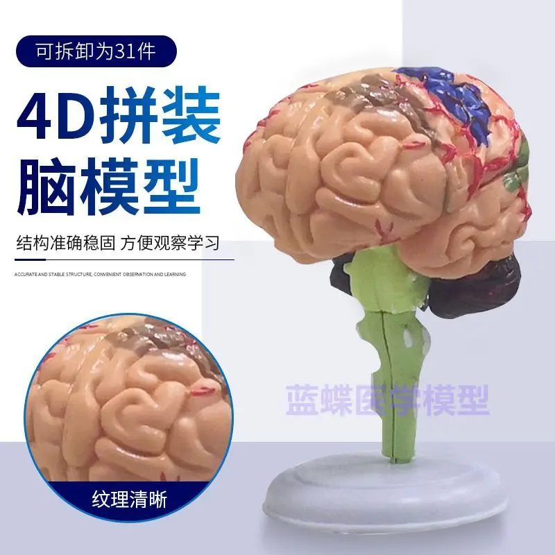 

Puzzle puzzle toys, human organ assembly models, brain models, brain assembly models, teaching medicine 4D