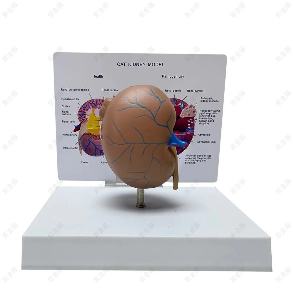 Cat kidney pathological health anatomical model feline pet teaching AIDS Veterinary medical model