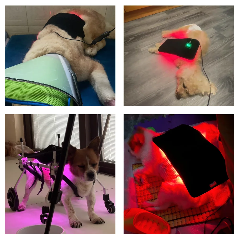 

Veterinary Cold Laser Therapy Device for Pets, Professional Infrared Red Light Therapy Belt for Dog Joint Muscle Pain Relief