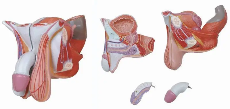 Съемная медицинская модель анатомии мужских половых органов, анатомическая модель мочевой системы, преподавание репродуктивных органов