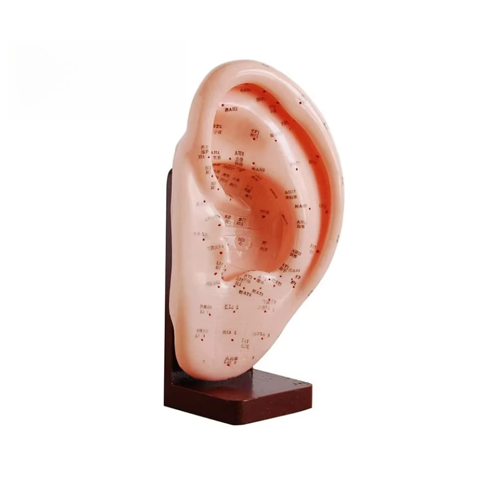 Acupuncture ear model, Chinese acupuncture point model 22 cm PVC ear with acupoints Medical teaching model