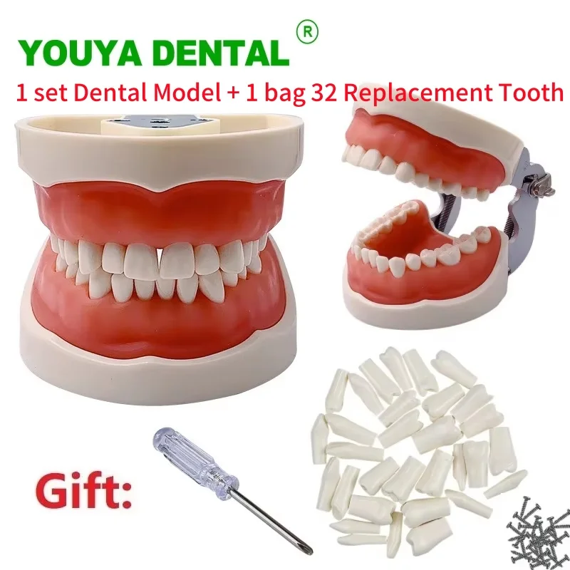 

1 Set Dental Model And 32 Replacement Tooth Standard Resin Typodont Jaw Teeth Model Dentistry Teaching Study Demonstration Model