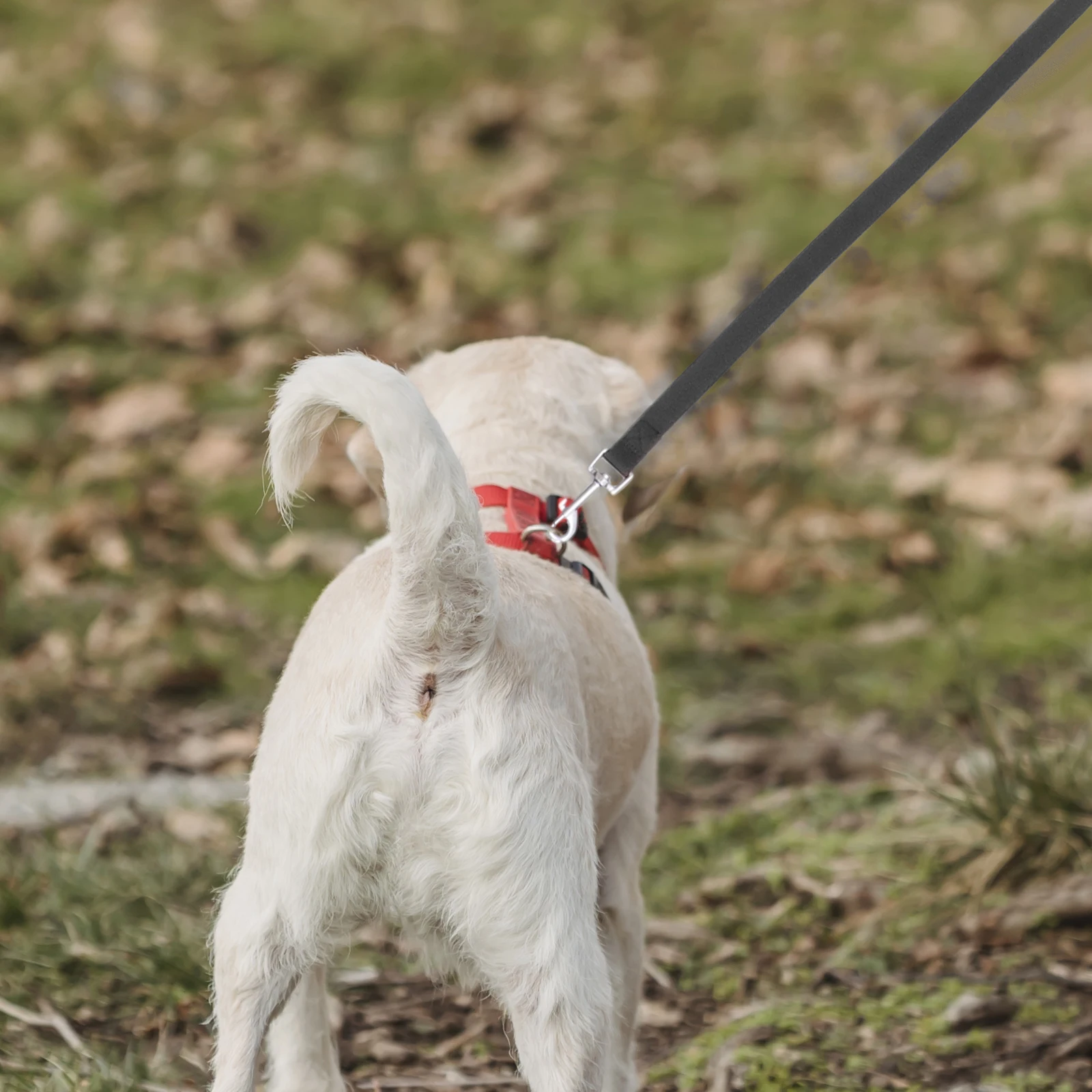 

Tricephalous Dog Training Leash Heavy Duty Durable Nylon Mountain Climbing Rope Black Comfortable Walking Running Jogging Leads