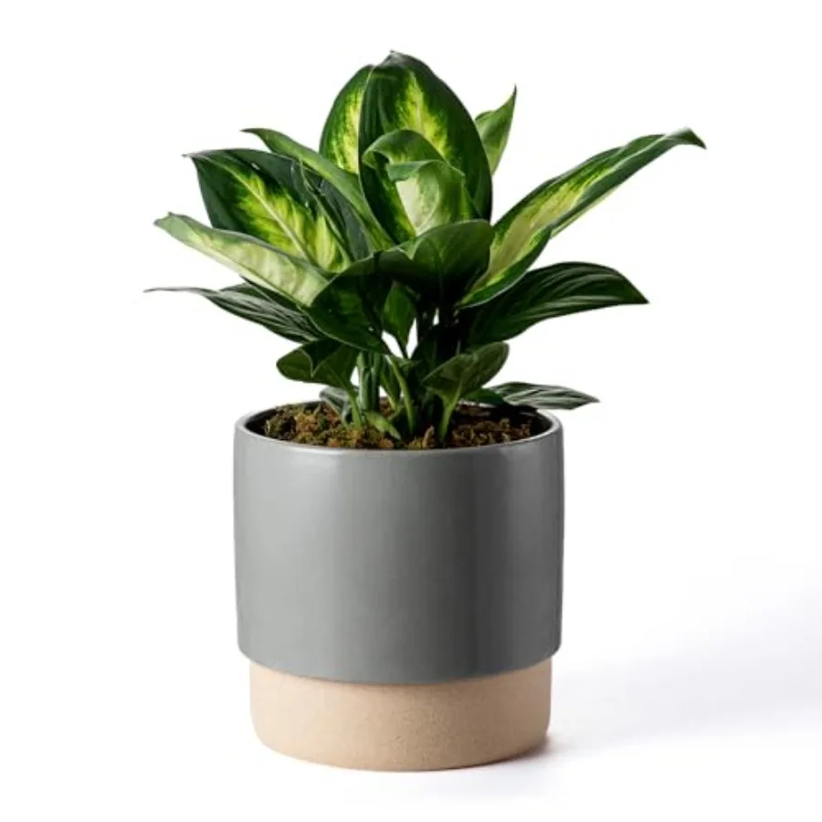 8 Inch Ceramic Self Watering Planter with Drainage Hole, Dark Grey Indoor Plant Pot with Water Storage Plus - for African Viole
