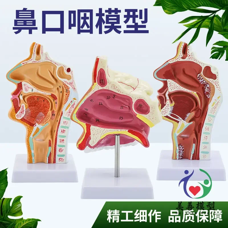 A Human Head Nasal Cavity Model Oral Nose And Throat Medial Nerve Tissue Structure Anatomy Sagittal Cavity Nose Medical Teaching