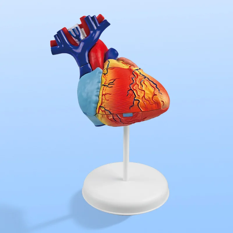 

4D Cardiac Model Kids Science Toys Medicine Puzzle STEM Technological Anatomy Biology Learning Kit Educational Toys For Children