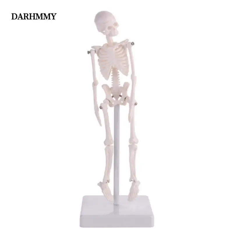 DARHMMY 21 cm Miniature Human Skeleton Model Whole Body Skeletal Simulation Medical Model