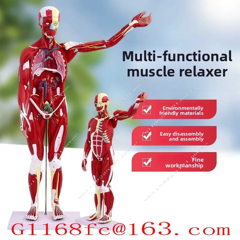 High Cortical 80CM Human Muscle Model, (with Digital Identification, Detachable 27 Parts)