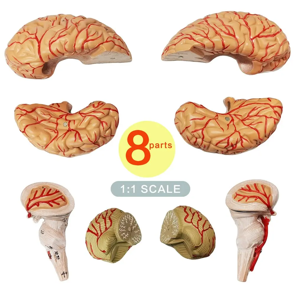 نموذج تشريحي لشريط الدماغ البشري بالحجم الطبيعي مكون من 8 أجزاء لعلم الأعصاب وتعليم الدماغ التشريحي نموذج تقسيم الدماغ القابل للفصل