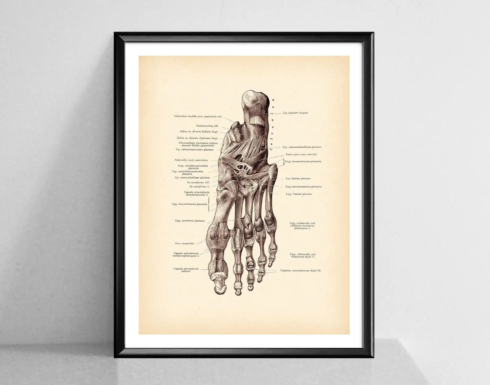 Anatomical Human Foot Print Vintage Anatomy Art Posters Decor Medical Art Clinic Wall Decor Surgeon Gift Canvas Painting