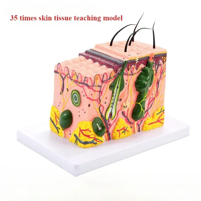 50Times Magnified 3D Human Skin Model Block Enlarged Plastic Hair Layer Structure Anatomical Anatomy Medical Teaching Tool