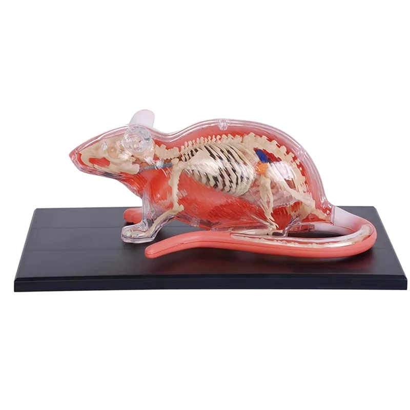 

29 Parts White Mouse 4D Master Animal Anatomy Model Detachable Organs Body Science Educational DIY Toys Gift