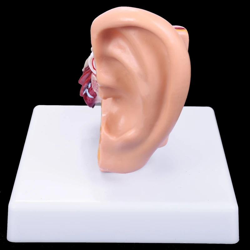 GTBL 1.5 Times Human Ear Anatomy Model Showing Organs Structure Of the Central and External Ears Medical Teaching Supplies