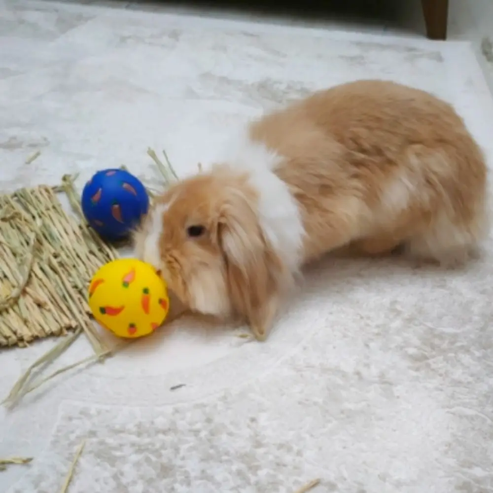 كرة علاج أرنب عملية مقاومة للعض، كرة تسرب القطط البلاستيكية التفاعلية، ملحقات الحيوانات الأليفة للقطط #5