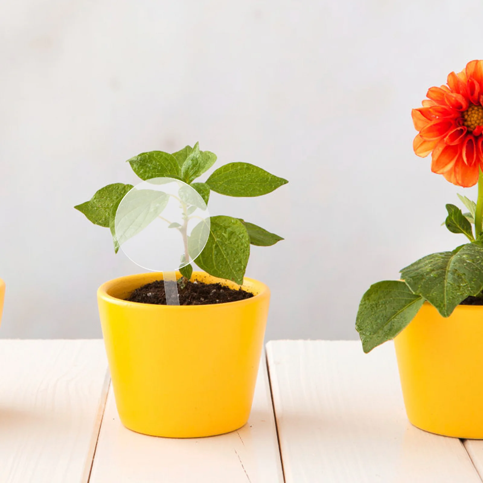 

15Pcs Plant Labels Acrylic Garden Markers Plant Name Tags for Vegetables Flowers Succulents Lawn Identification