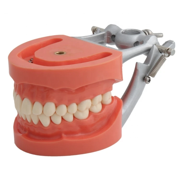 Dental Mold 32pcs Removable Hard Palate Teeth 263D Dental Standard Model for Oral Teaching Manual Resin Instrument CE/ISO