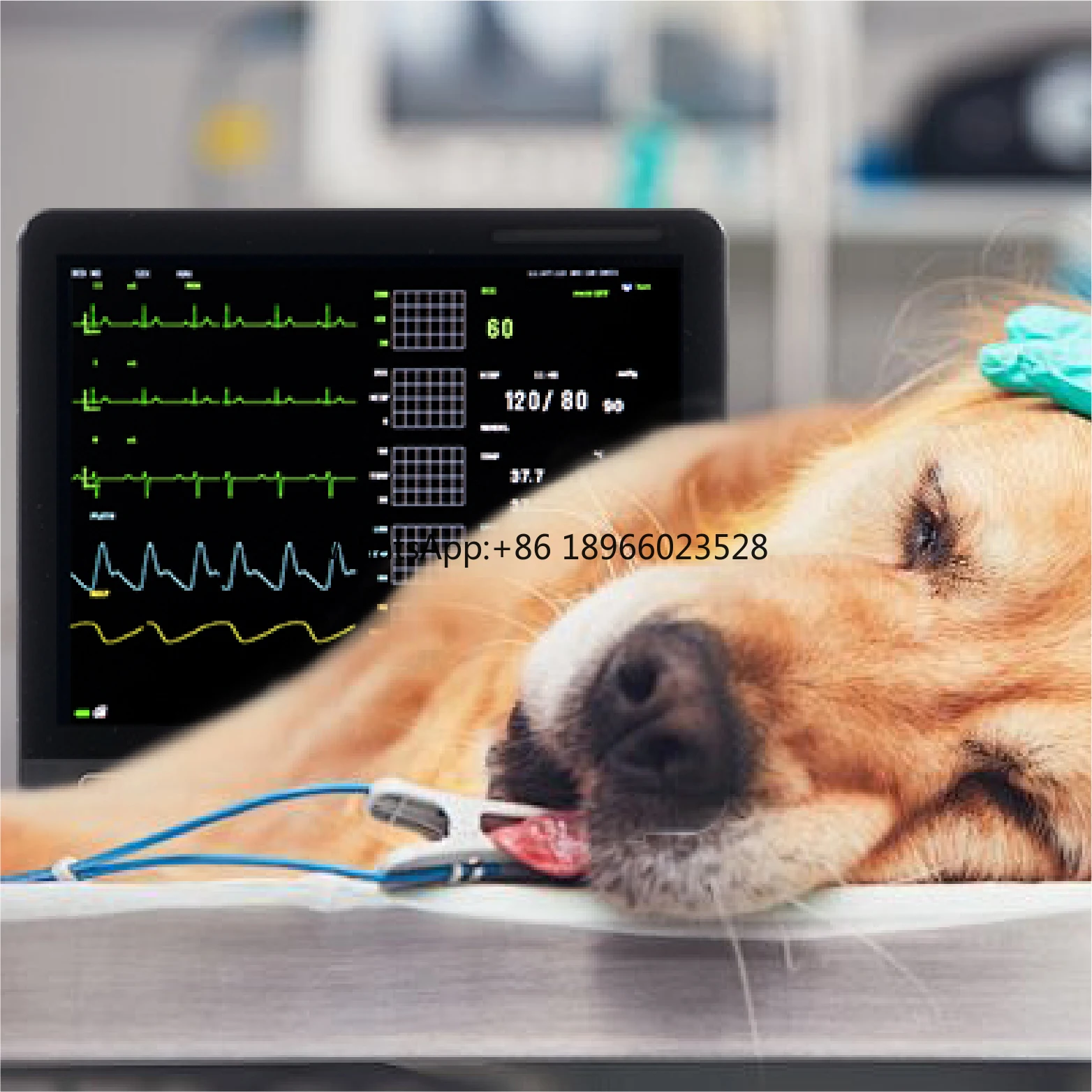 Monitor Multi Parâmetro Sinais Vitais, Instrumento Médico Veterinário, Clínica Hospitalar Icu Cirurgia