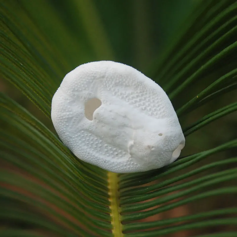 Natural White Sea Urchin Shell Ornament (Echinoid), Suitable for Reptile Tank Scaping, Desert & Rainforest Terrain, Perfect Herm