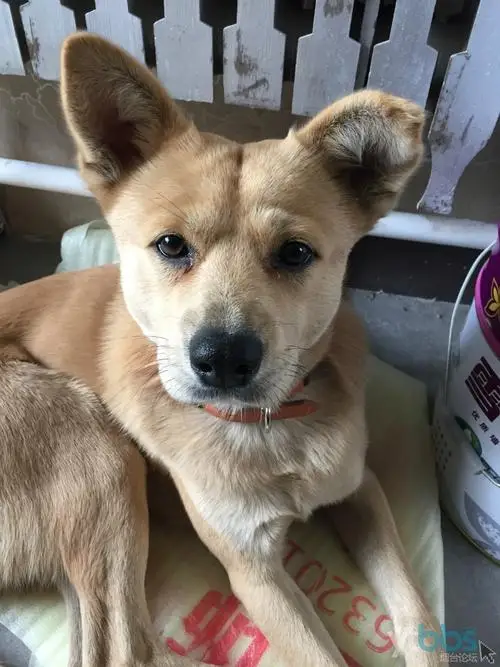 جديد الشتاء نمط الرباط الخصر سترة منتفخة عالية الرقبة سستة الدافئة القطن معطف مبطّن مقنعين مبطن أسفل سترة