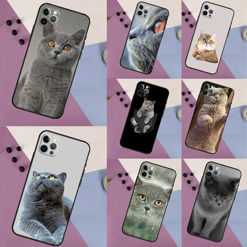 British Shorthair C… - image