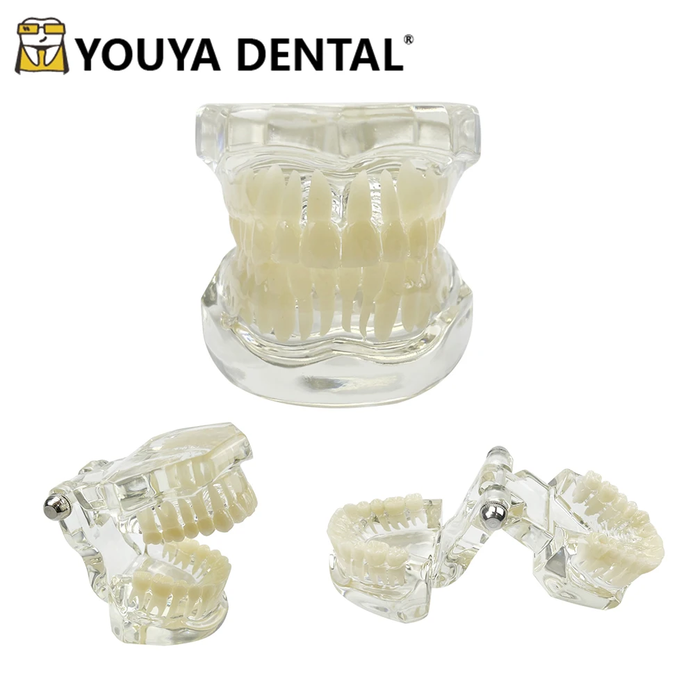 

Transparent Dental Teaching Model Typodont 1:1 Standard Demonstration Model Tool for Dentist Student Practice Training Models