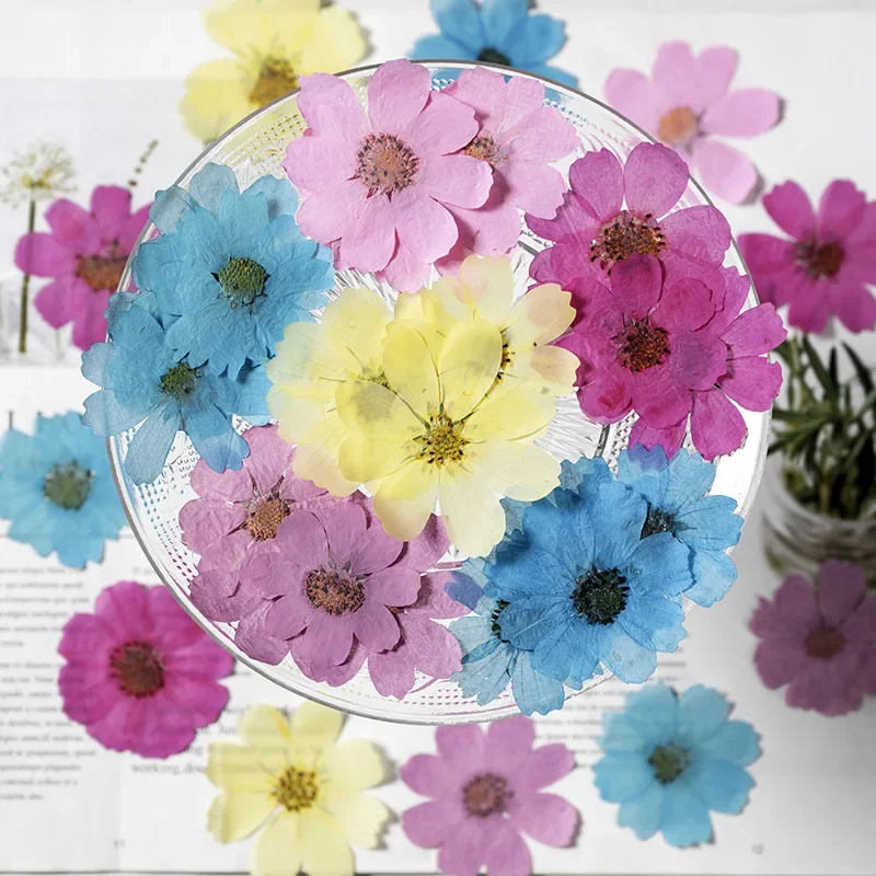 4-8cm/12PCS,nature Gesang flower head,pressed petals DIY hand stickers glue drops phone case bookmark gift card flores material