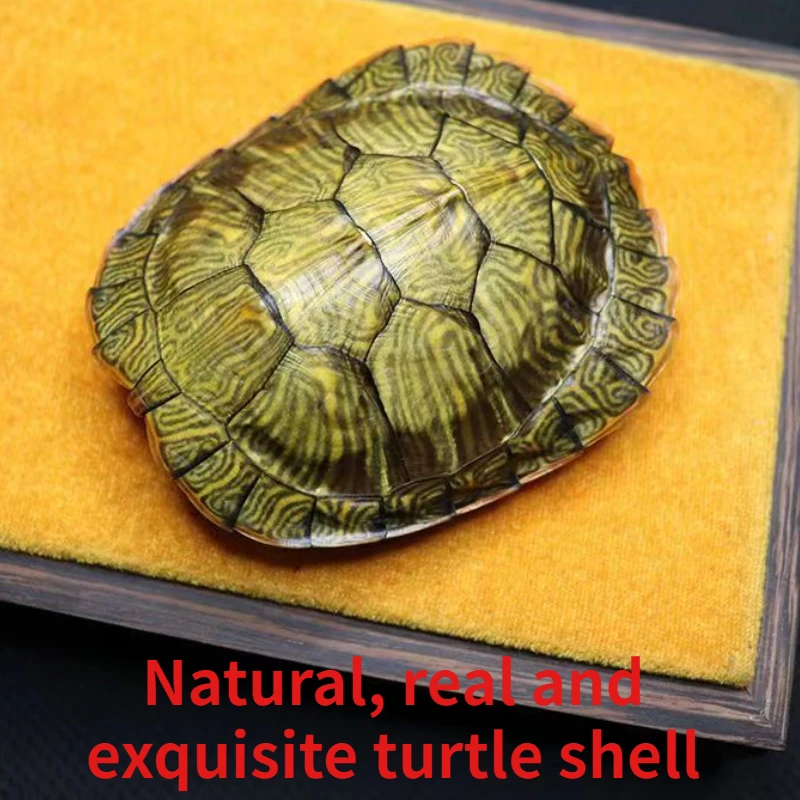 Natural and exquisite real tortoise shell is a complete and clean tortoise shell decoration desk decoration  home decor gift