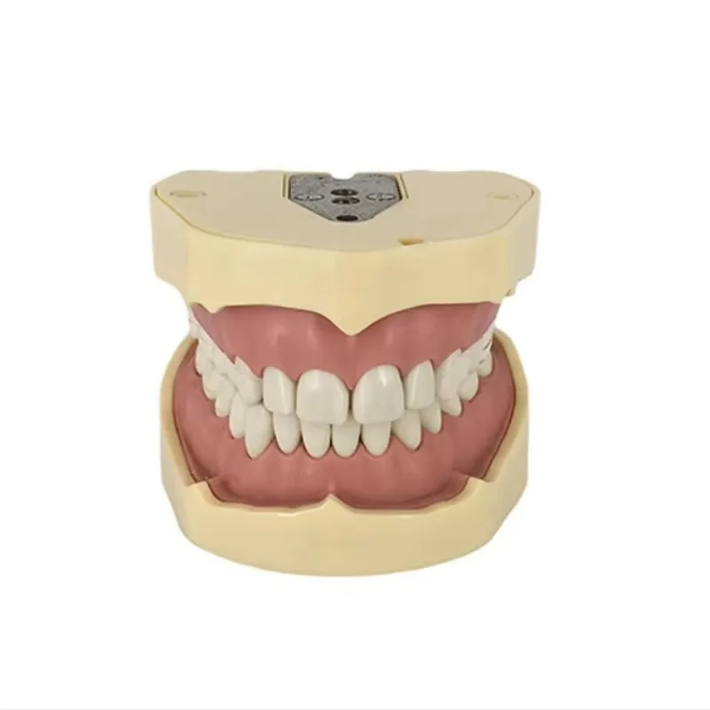 Human Anatomy Typodont Replacement Human Tooth Model Practical False Orthodontic Tooth Model Frasaco ANA4 Tooth Model